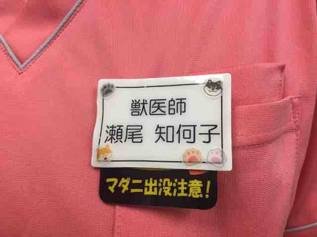 名札 おいけ動物病院