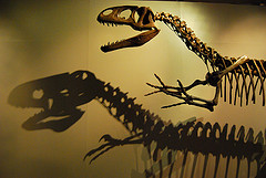4058499212_75d6a62930_m