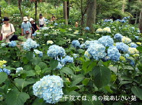 三千院：「奥の院あじさい苑」