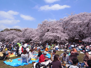 桜の季節です 小金井公園 2 Boo F Rog