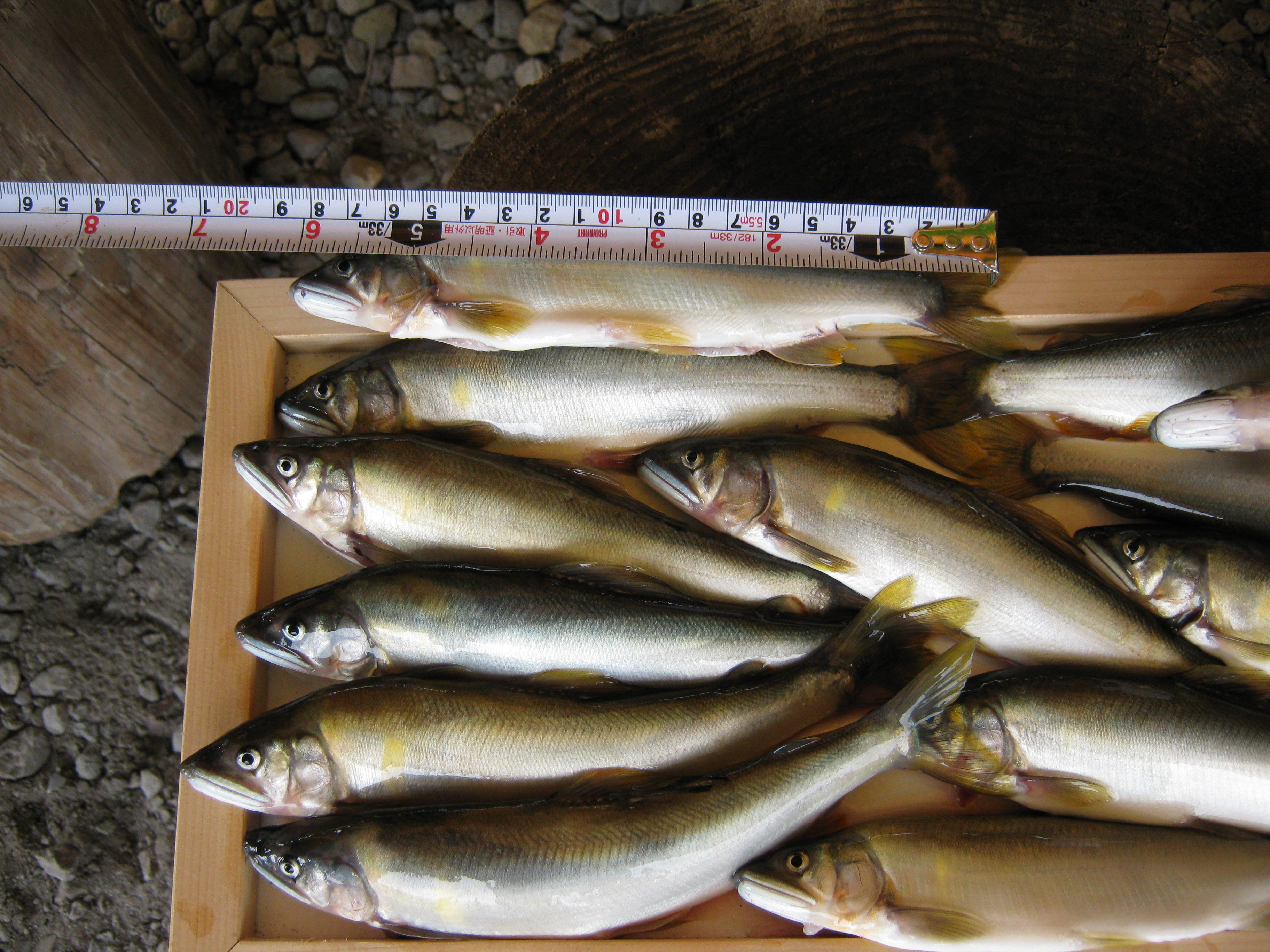 おとり鮎販売 奥入瀬川のほとりから