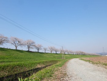 大石田 桜