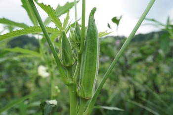 DSC08006