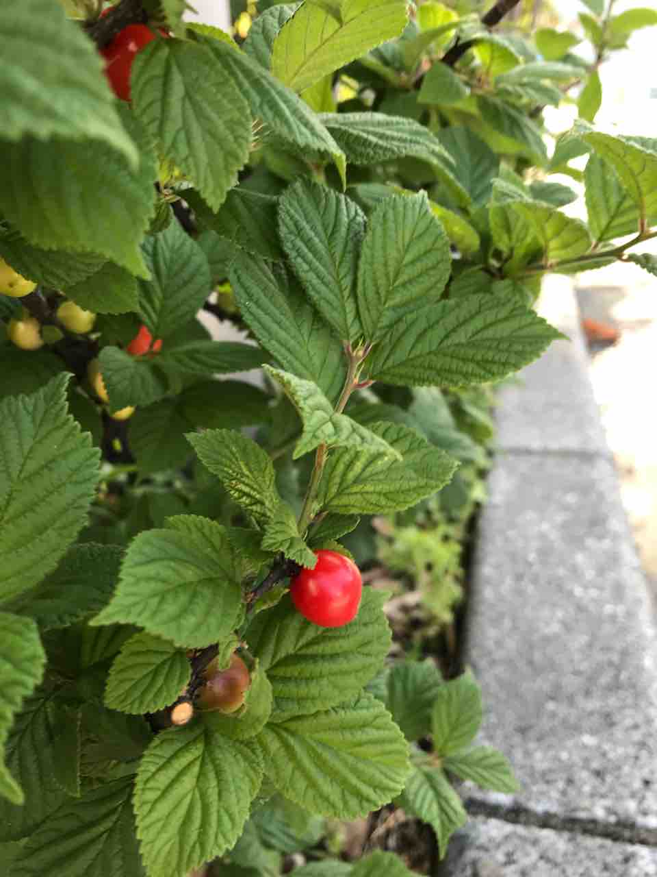 入荷状況です おいしいお酒ははやし酒店のblog