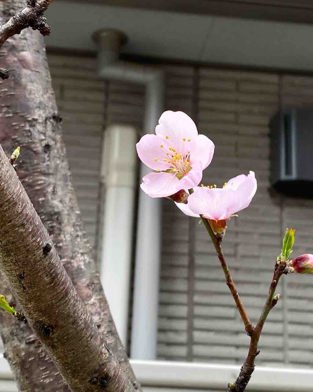 アーモンドの花 おいしくなくちゃ すべておすすめ お気に入り