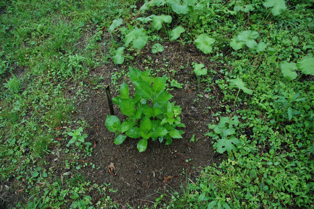 チューリップ球根の仕分け 分球 大分屋３の週末だけのブログ