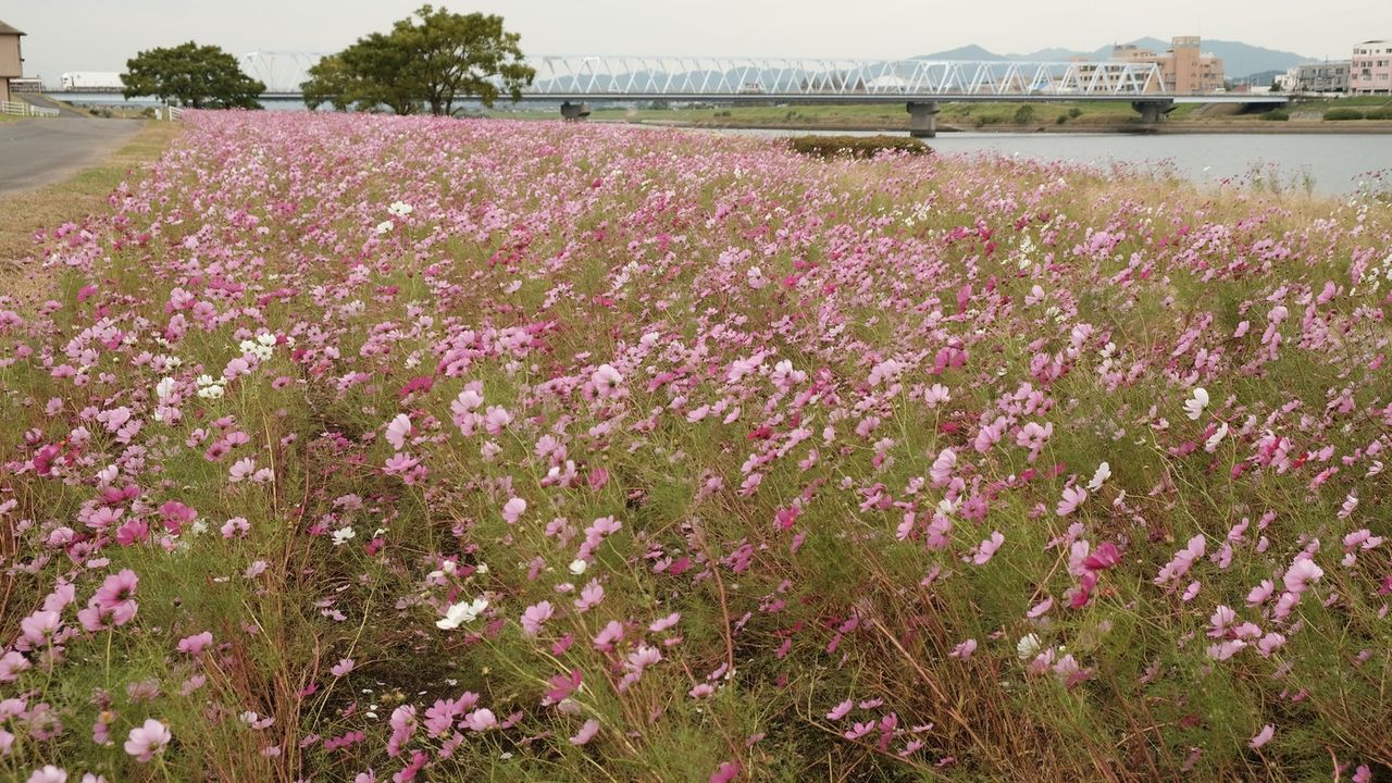 大野川河畔コスモス 生家花壇 大分屋3の週末だけのブログ 大野川河畔コスモス 生家花壇 大分屋3の週末だけのブログ
