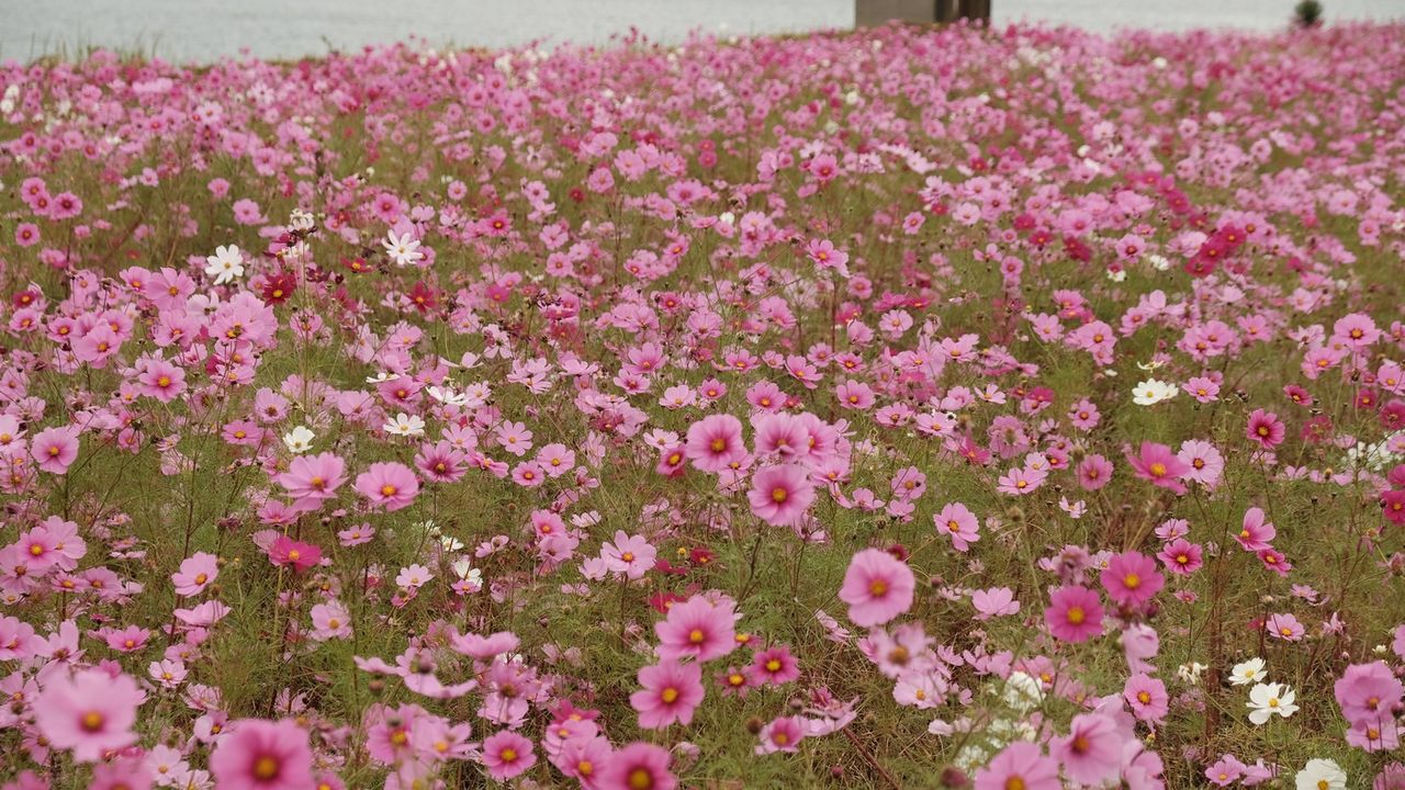 大野川河畔コスモス 生家花壇 大分屋3の週末だけのブログ 大野川河畔コスモス 生家花壇 大分屋3の週末だけのブログ