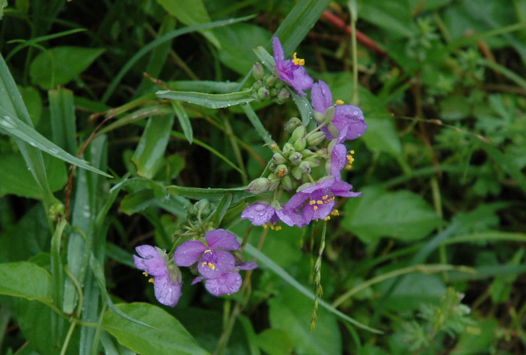チューリップ球根の仕分け 分球 大分屋３の週末だけのブログ