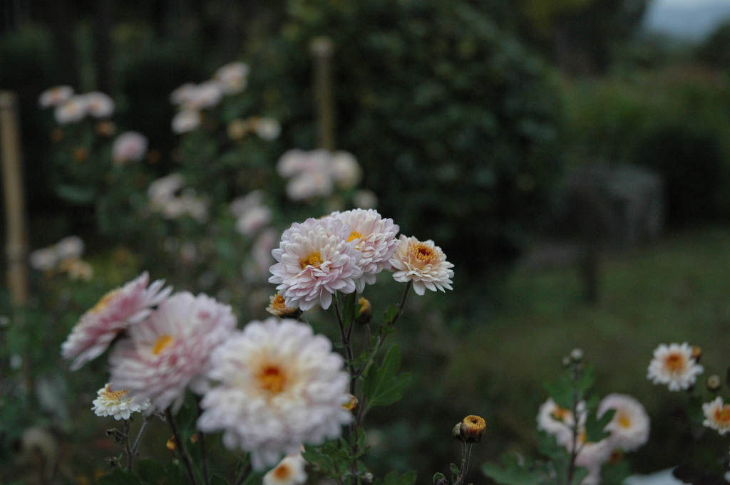 囲炉裏にネズミが 大分屋３の週末だけのブログ