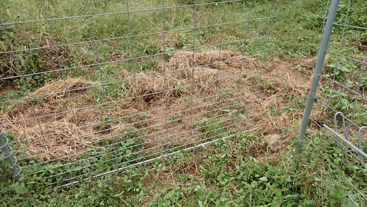 土埃は水掃きで始末 : 大分屋3の週末だけのブログ