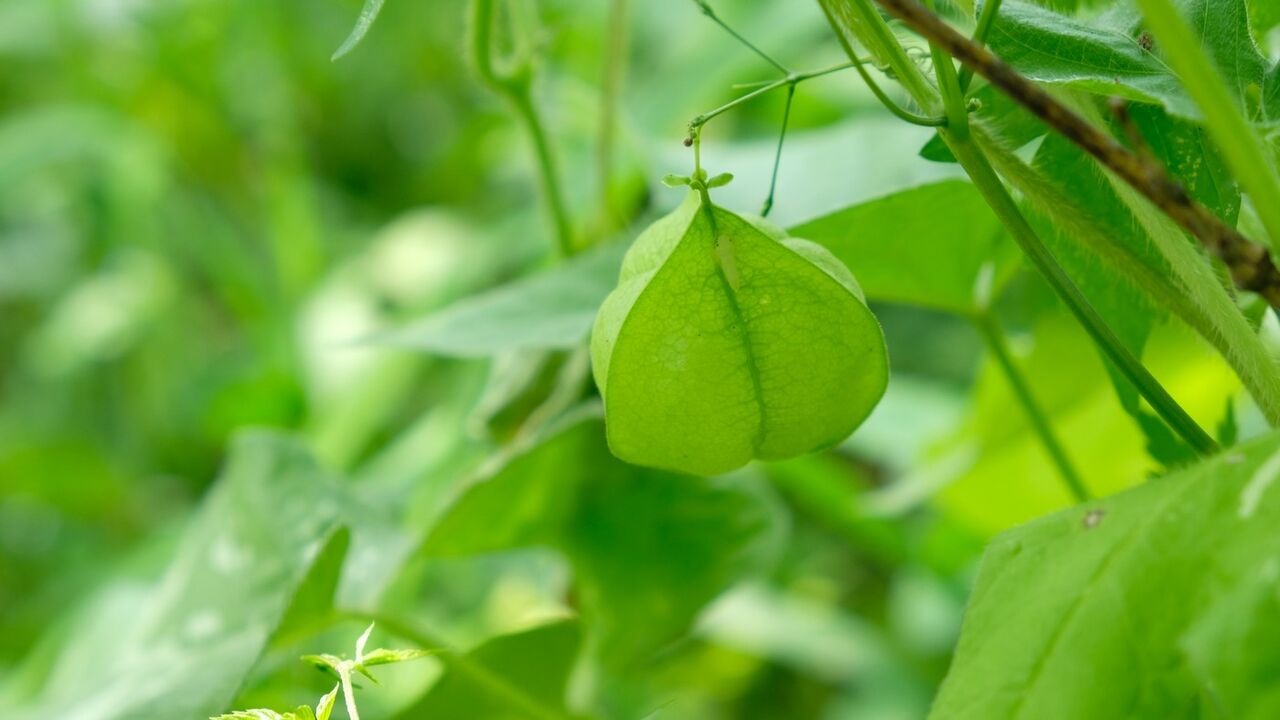 お盆に向けて 大分屋3の週末だけのブログ お盆に向けて 大分屋3の週末だけのブログ