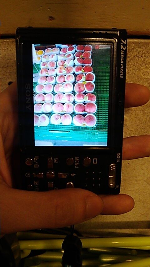 17225106738175095390668654507680