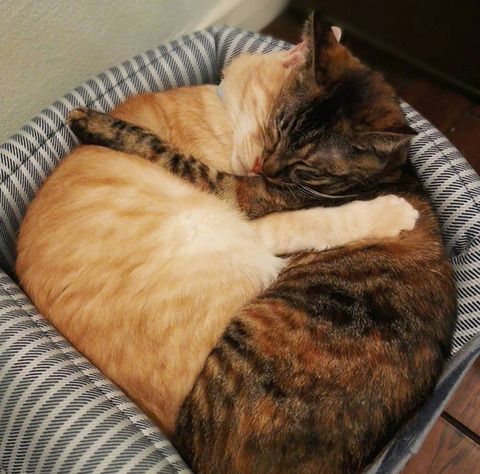 抱き合うネコ