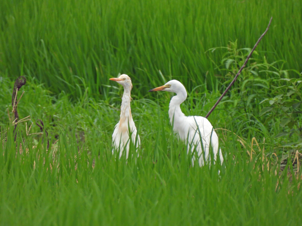 邑楽町の水田に出かけてみた 22 08 06 おじおじの野鳥散歩の備忘録