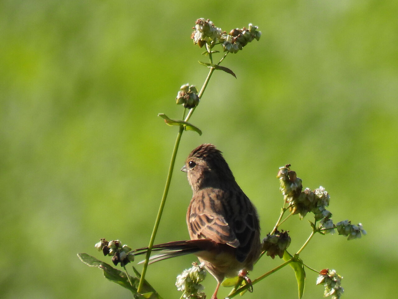 鹿田山フットパスに出かけてみた 10 おじおじの野鳥散歩の備忘録