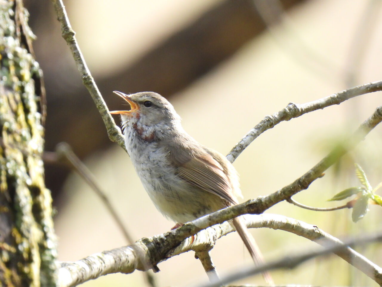 赤城山に出かけてみた 06 03 おじおじの野鳥散歩の備忘録 赤城山に出かけてみた 06 03 おじおじの野鳥散歩の備忘録