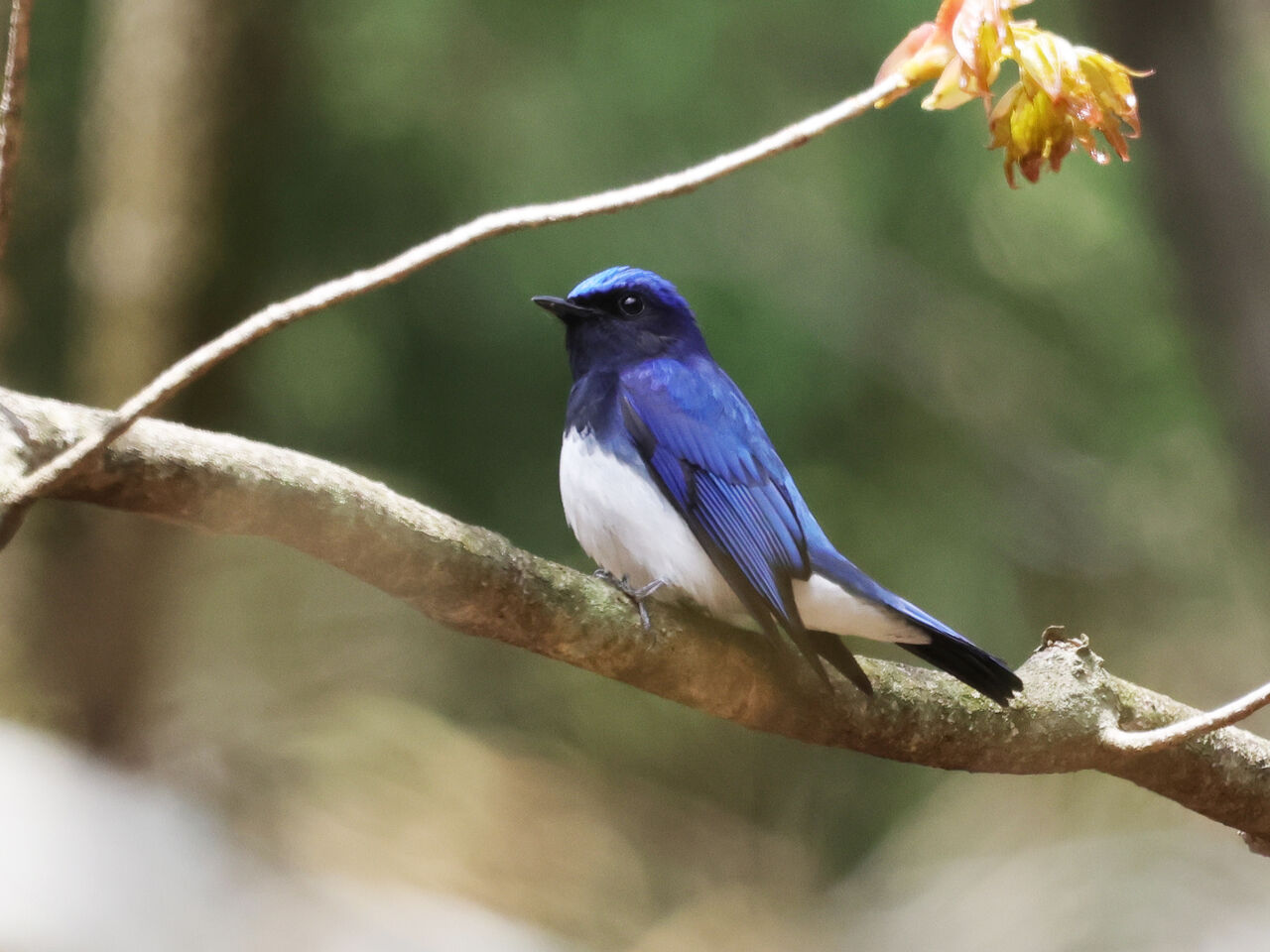赤城山の中腹に出かけてみた 2026/04/24 : おじおじの野鳥散歩の備忘録