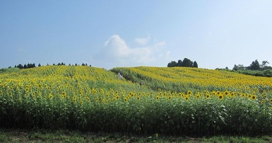 イメージ 5