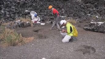 噴火で拡大した西之島、ゴキブリの楽園に　噴火後も生き残り大繁殖　生態系への影響懸念