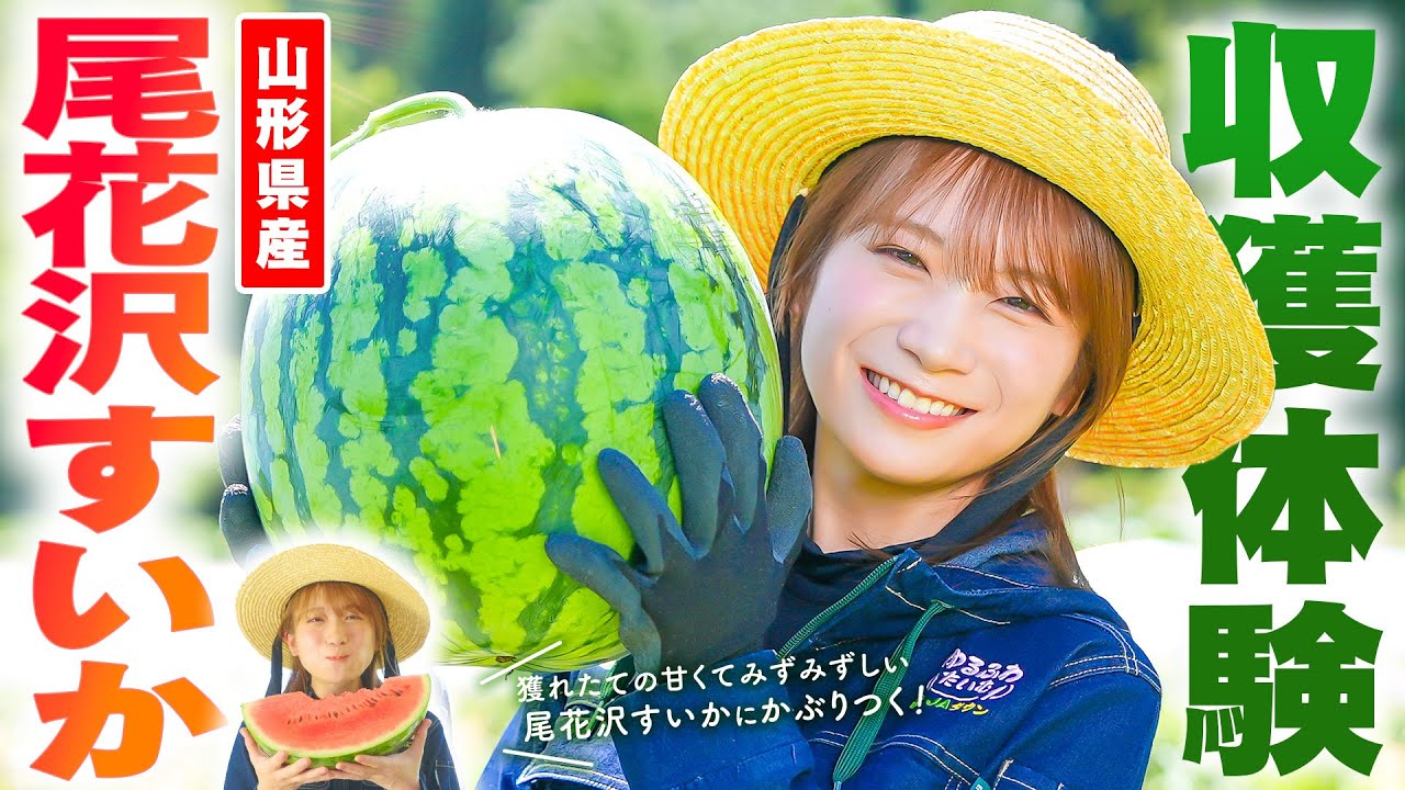 【動画】秋元真夏が山形県へ！夏すいか日本一の「尾花沢すいか」を収穫！！【ゆるふわたいむ】