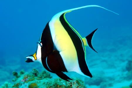 この魚の名前、知ってる人10%説