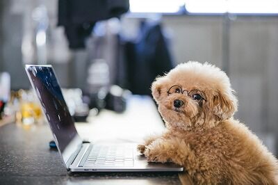 大人気Vtuber「結婚してないと犬飼うのって無理だよね？？？」