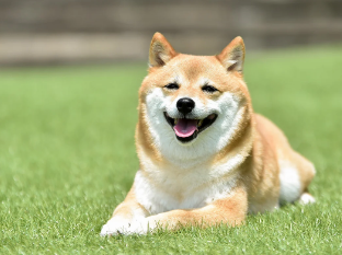 NISA民「犬飼う費用をNISAに回していれば15年後には700万円になるのに...」