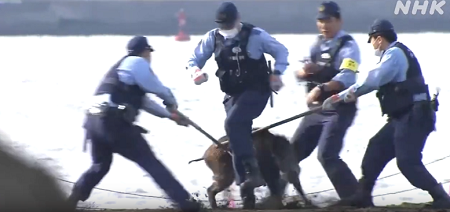 【動画】警察、馬鹿みたいな装備で猪に立ち向かう