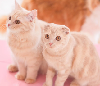 近親相姦のメリットが実はすごかった、それがこちら→