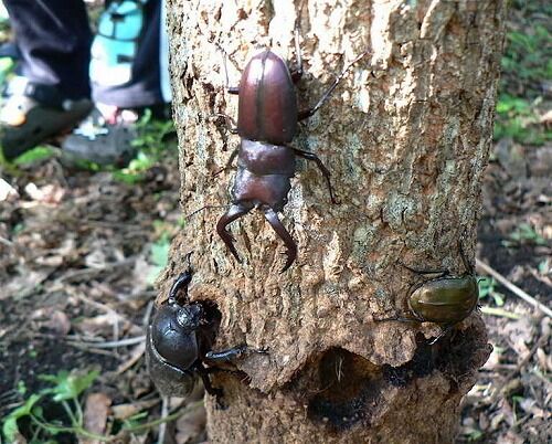 ワイ、1人で山の中にクワガタを捕りにくる