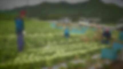 年々急増し続けるベトナム強盗団…原因は最低限の人権も認めない徴用工並みの労働 失踪者は1万人以上