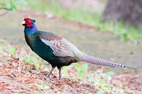 キジが国鳥になった理由がコチラｗｗｗｗｗｗｗｗｗｗｗｗｗ