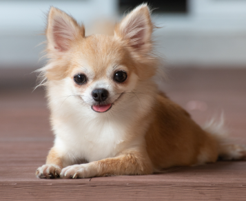 19年間飼われて生きたチワワ、飼い主に突然ビルの６階から落とされる