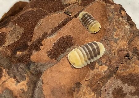 【虫注意】ダンゴムシ飼育を流行らせたいワイがダンゴムシをポケモン風に解説していくで!