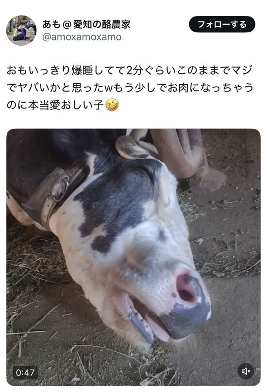 【画像】酪農家「熟睡してる牛かわいいね。これから肉になるのに」→炎上ｗｗｗｗｗｗ