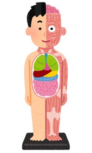 【画像】人間ひとりの血管、多すぎる