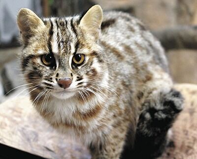 【画像】ツシマヤマネコ絶滅寸前wwwwwwwww