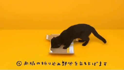 【画像】クロネコが箱を組み立てる動画が可愛すぎるｗｗｗｗｗｗｗ