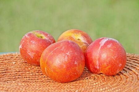 【悲報】すもも農家ワイ、すももが流行らなすぎて泣くｗｗｗ