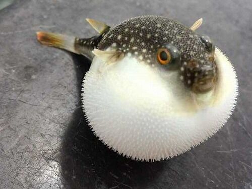 古代人「フグ食ったろ…ぐわああああ！！」古代人B「生で食うからや。火を通せば…ぐわああああ！」