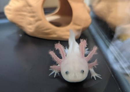 1年前ワイ「ウーパールーパークッソ可愛い これ飼うしかないやろ」 → 現在の姿がこちら...