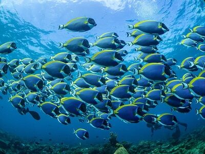 【画像】体の中に熱帯魚を入れられたなんJ民、発見される