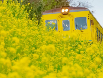 写真家「電車と菜の花の組み合わせ綺麗だなぁ」ﾊﾟｼｬ　撮り鉄「構図がなってない」