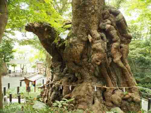 【画像】一度生で見てみたい。珍しい色々な「巨木」の画像を貼ってくwwwww