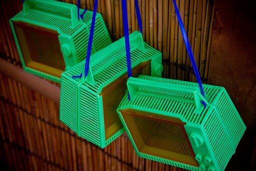 【閲覧注意】ペットのサソリ、パンパンだった…