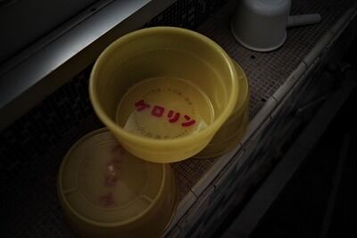 【ﾎﾓﾌﾗｲｴﾌｪｸﾄ】ホモのせいで銭湯倒産→周辺の飲食店も倒産する。ホモはマジで●ね