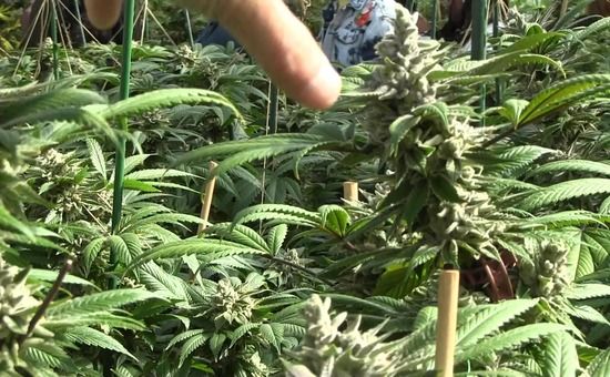 大麻が合法化されたアメリカのコロラド州、5万人が大麻を吸いまくる”ヤバい”パーティーが開催されるwww