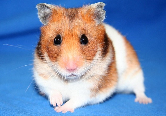 【動画あり】ハムスターにトンカツ、チョコなどを与えたYouTubeの飼育動画に「虐待」だと批判殺到!?