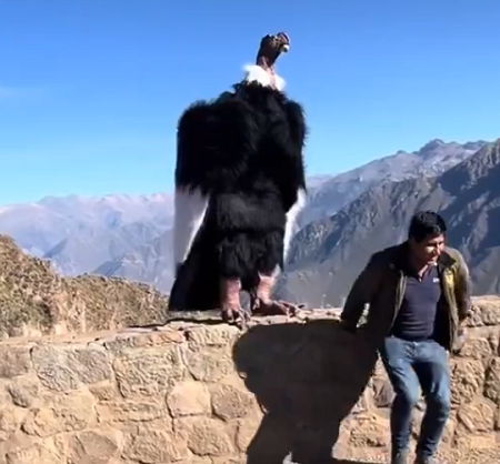 【動画】タメ口で話しかけたら殺されそうな鳥が見つかる